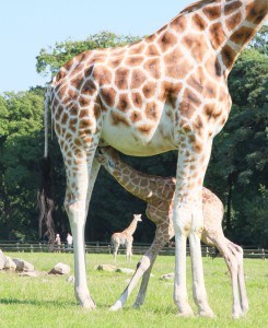 Visitors to Fota Wildlife Park got more than just the sun today as the park unveiled not one but two baby giraffes, the second one coming as a surprise to everyone as mother Sapphire gave birth in front of a huge crowd just before 4pm.