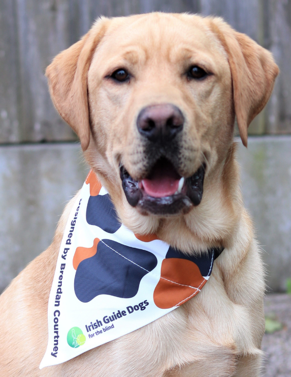 Put a bandana on your dog and raise money for IrishGuideDogs