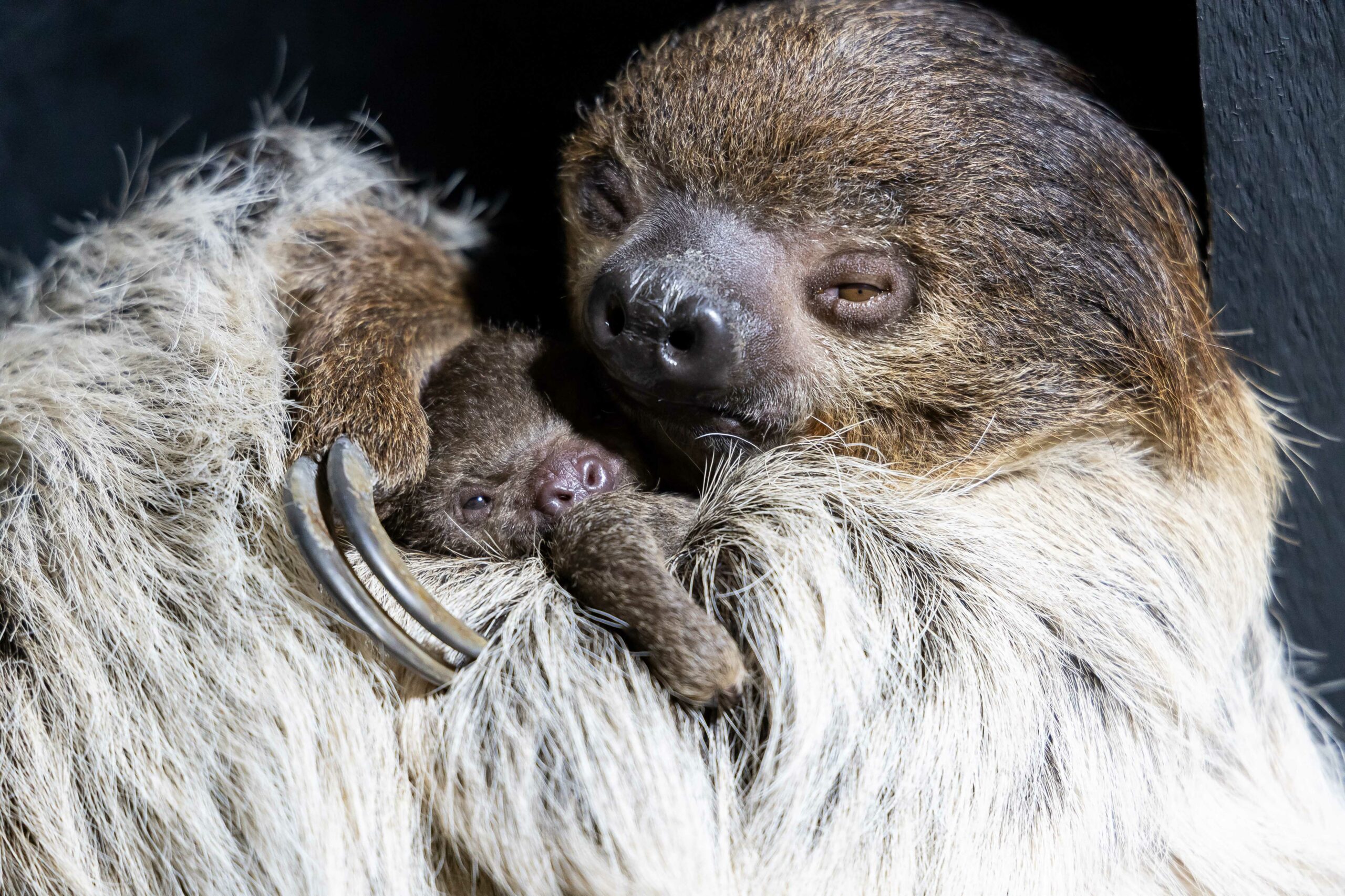 Slowest animal on earth – sloth – born at Fota Wildlife Park #EastCork –   (News & Entertainment)