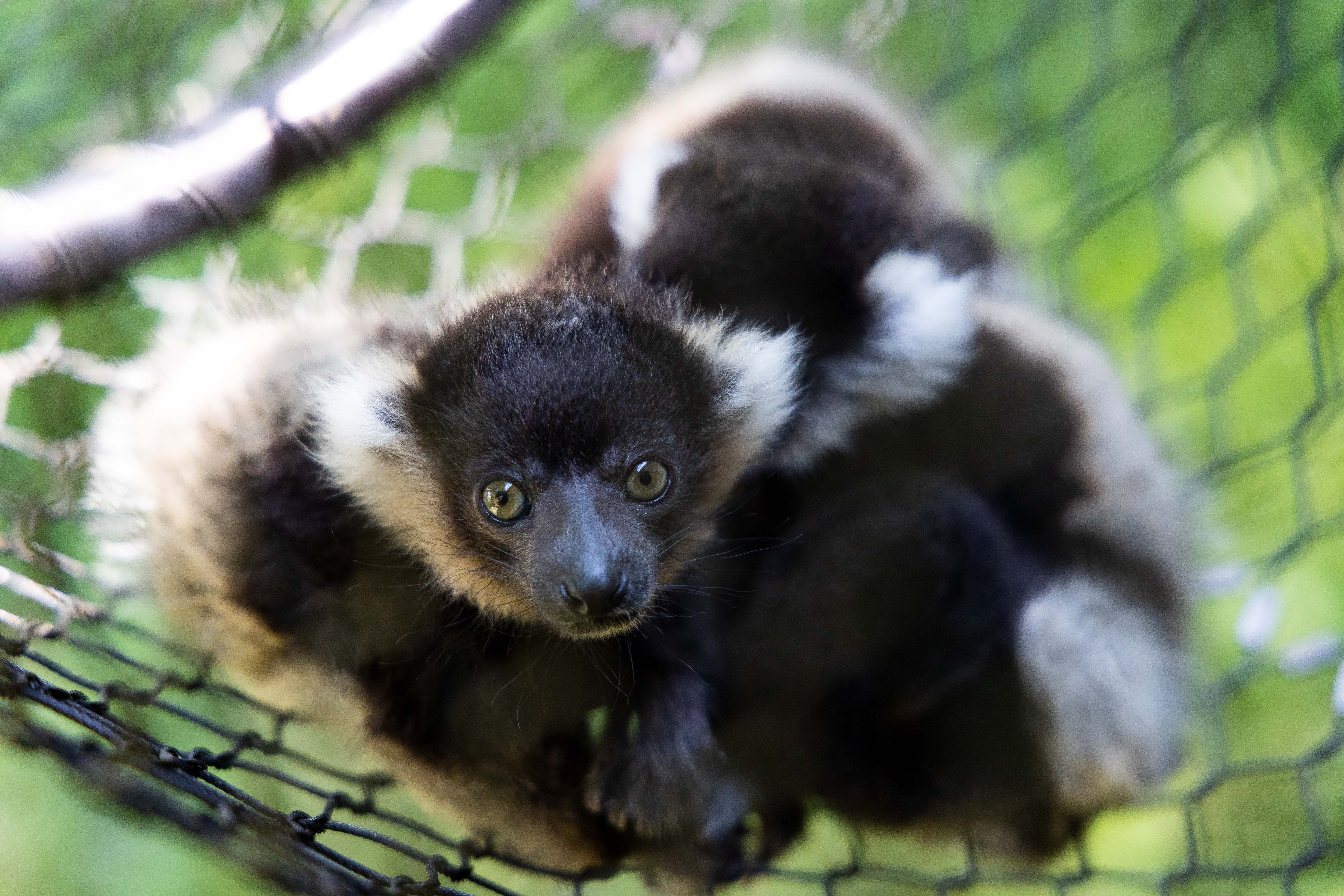 Aye Aye Survival:  A Look At The Animals That Prey On This Critically Endangered Lemur - f5zy0bv