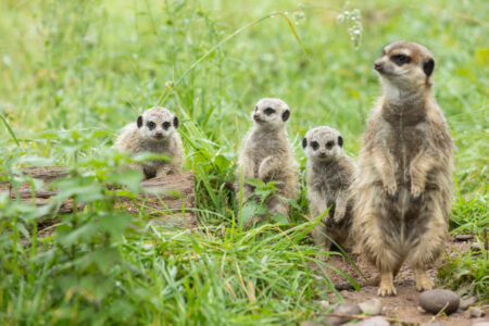 Fota Wildlife Park announces the birth of three Meerkat babies, the first Meerkat births in over a decade - Vimarsana News