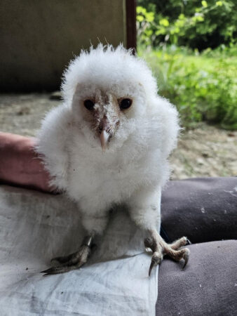 County Cork Barn Owl Population on the Up After Decades of Decline - Vimarsana News