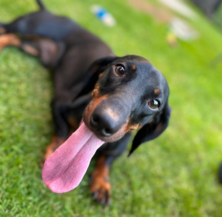 Dogsy – TheCork.ie (News & Entertainment) - Vimarsana News